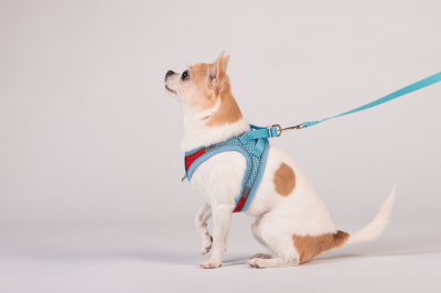 Мягкая шлейка-жилетка + поводок 150 см, размер XXS, обхват груди 25-31 см, голубая
