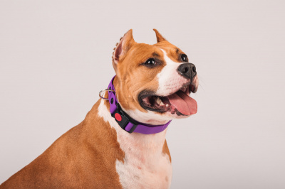 Ошейник из биотана с фастексом, 25мм, обх.шеи. 37-55см, матовый, фиолетовый